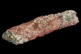 Devonian Petrified Wood (Callixylon) Section - Oldest True Wood #91786-1